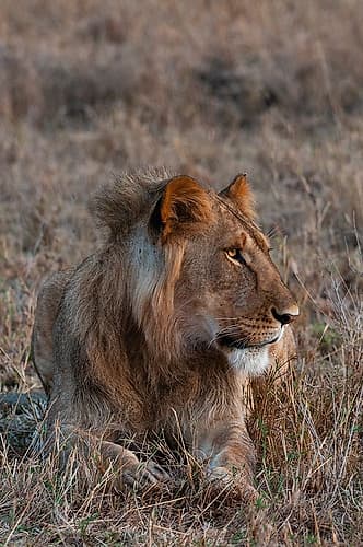 Portrait of a male lion at rest Masai Mara National Reserve-Kenya Art Print